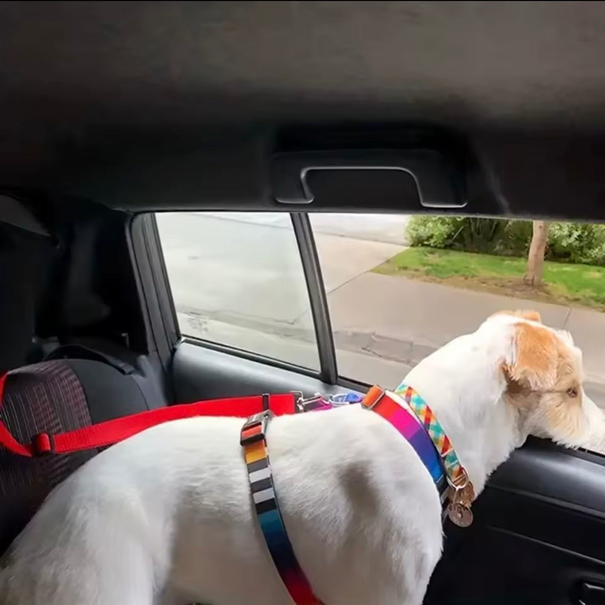 Dog Safety Belt