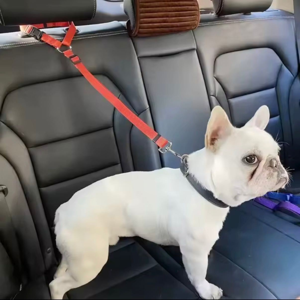 Dog Safety Belt