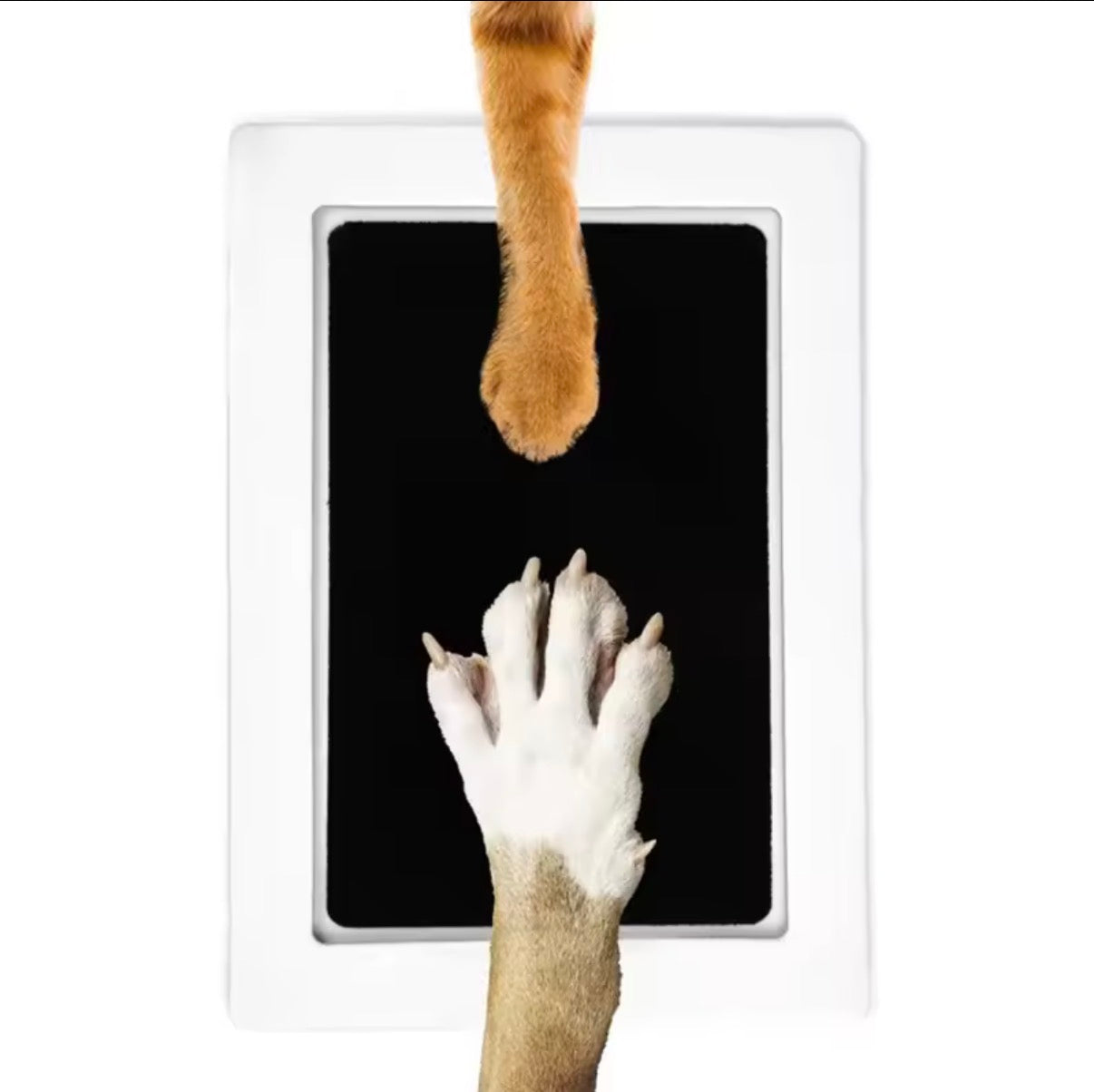 PawPrint